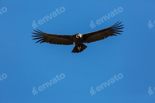 Preview: Condor