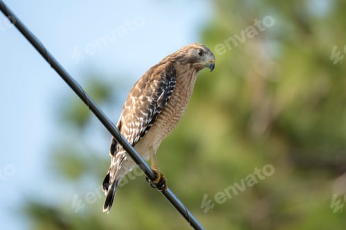 Preview: The red-shouldered hawk bird perching on electric cable looking for prey to hunt