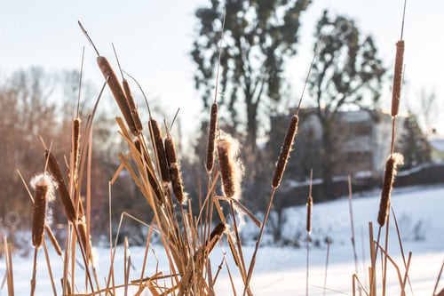 Preview: winter in the woods