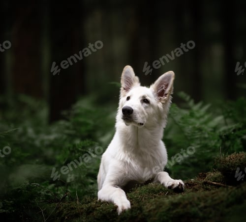 Preview: White dog relaxing in a scenic forest setting