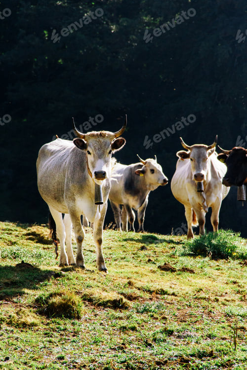 Preview: Podolic cows on the pasture on a sunrise