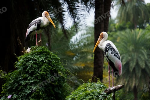 Preview: the pair of painted stork