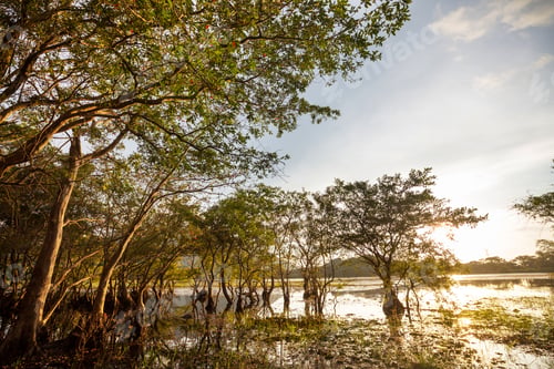Preview: Mangroves