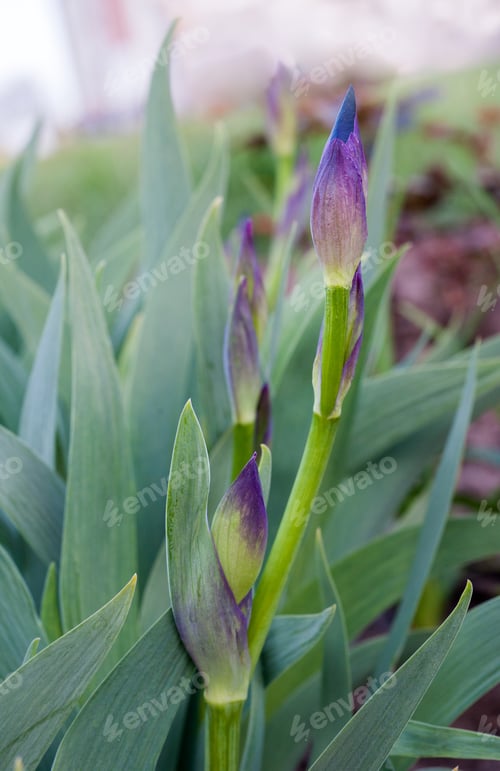 Preview: purple irises bud, navels of blooming flower detail on blurred background, close up
