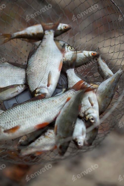 Preview: Fish
