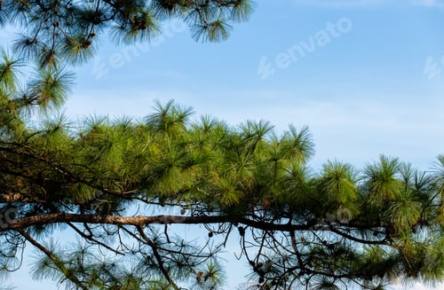 Preview: Pinus mugo - It is also known as creeping pine, dwarf mountain pine, mugo pine.