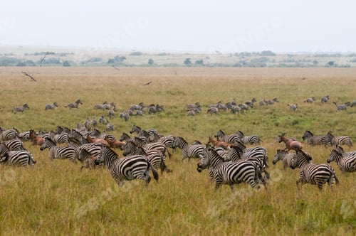 Preview: Common Zebra (Equus quagga) and Topi (Damaliscus korrigum) migrating, Masai Mara National Reserve,
