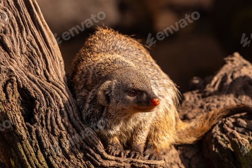Preview: A small animal with a long snout is sitting on a tree branch