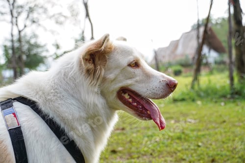 Preview: close up of white dog in the travel location, white dog in nature
