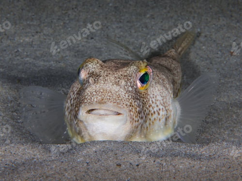 Preview: Yellow-spotted puffer fish