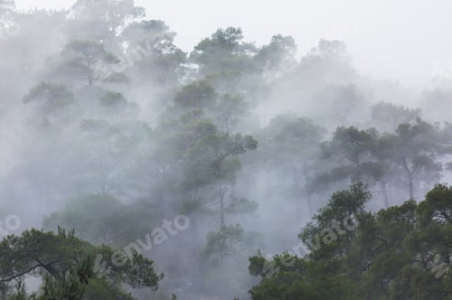 Preview: Fog in the forest