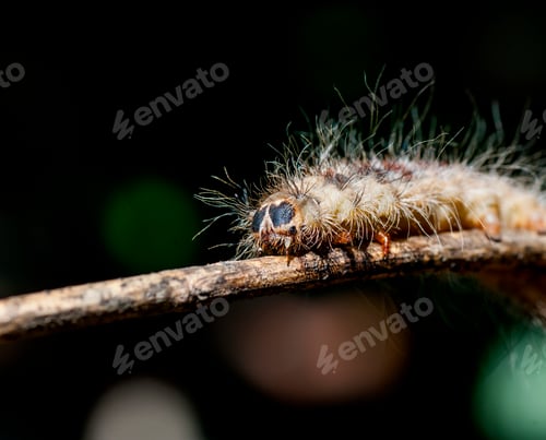 Preview: Caterpillar on plant branch in forest