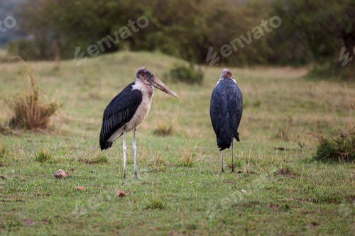 Preview: Outdoor shot of two marabou stork perched atop a grassy field
