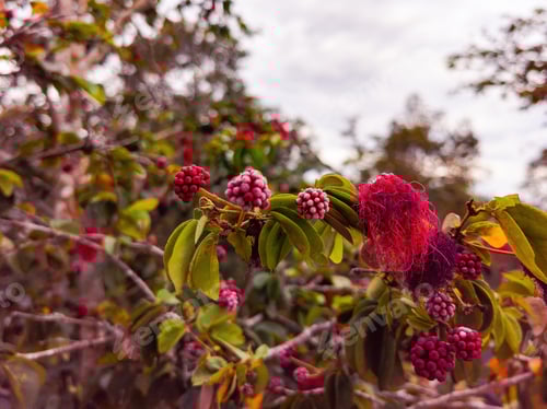 Preview: Shaving Brush Tree, Dr. Seuss Tree, or Amapolla Tree (Pseudobombax ellipticum)