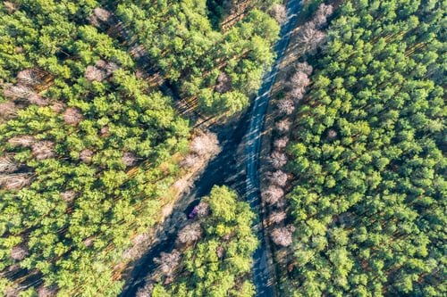 Preview: Cross roads in the middle of green woods, aerial view
