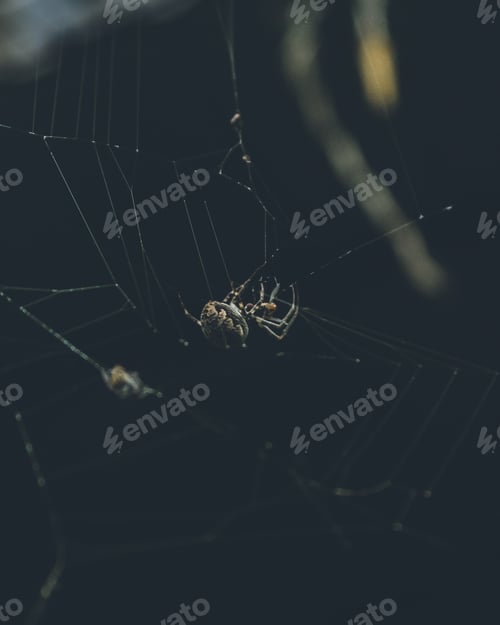 Preview: Spider in web....