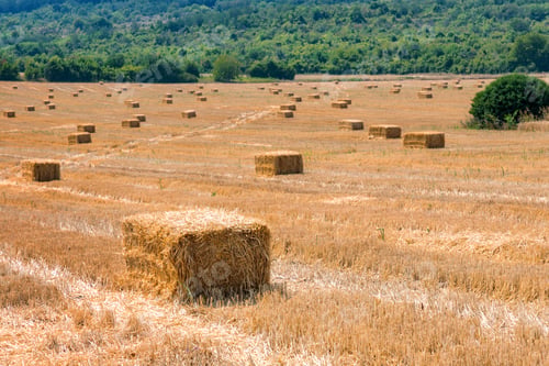 Preview: after harvest