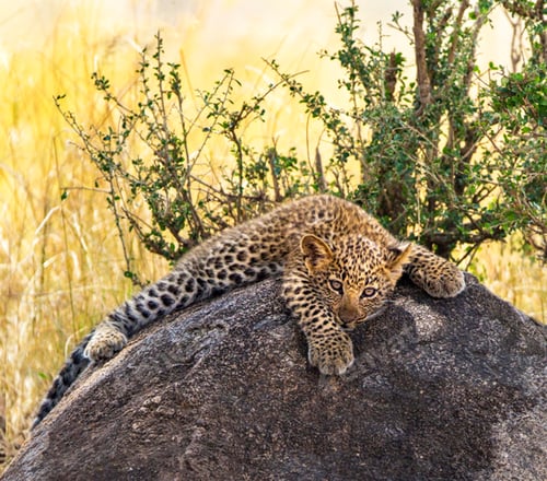 Preview: A Beautiful and Breathtaking Tanzania Wildlife pictures