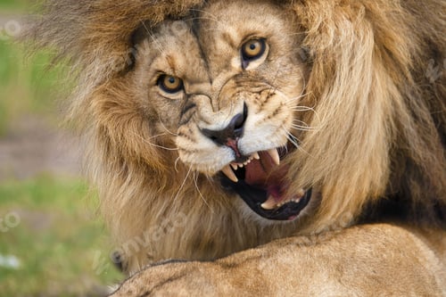 Preview: Roaring Lion, captured in South Africa, he definitely IS king of the jungle