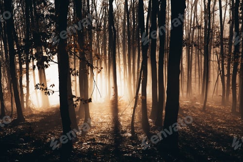 Preview: Misty forest with dense fog.