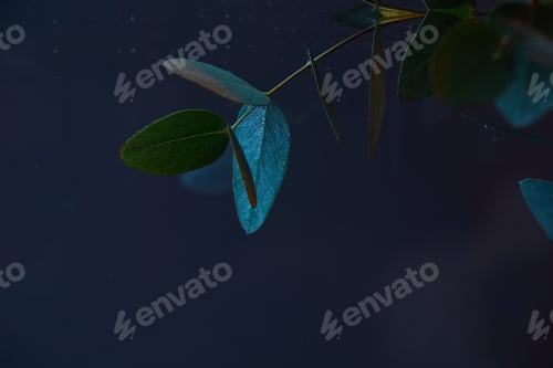 Preview: close up view of eucalyptus plant with green leaves in water