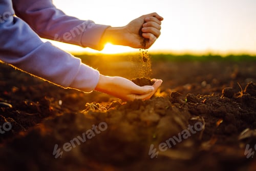 Preview: Female hands touching soil on the field at sunset. Agriculture, organic gardening, planting concept.