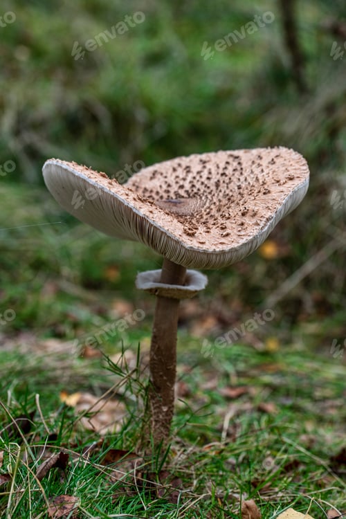 Preview: big Macrolepiota procera mushroom in forest