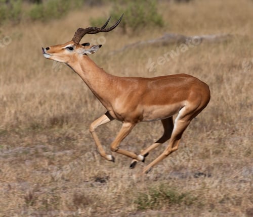 Preview: Impala Antelope - Botswana