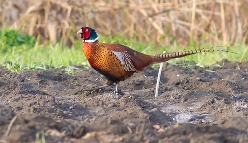 Preview: Pheasant, phasianus. Bird walks on a plowed field in the early morning