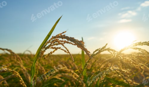 Preview: Detail of the rice plant at sunset in Valencia, with the plantation out of focus