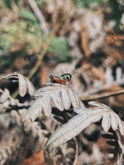 Preview: small insect among the leaves
