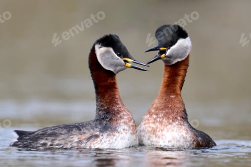 Preview: Red-necked grebe (Podiceps grisegena)