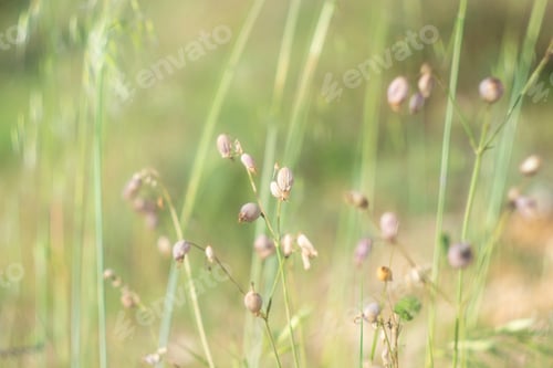 Preview: Interesting and beautiful background, meadow plants, colorful