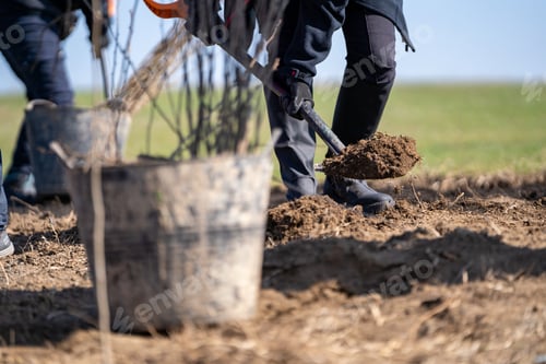 Preview: Group of individuals using shovels to plant a small tree in soil
