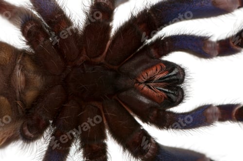 Preview: Close-up of Tarantula spider, Poecilotheria Metallica, in front of white background