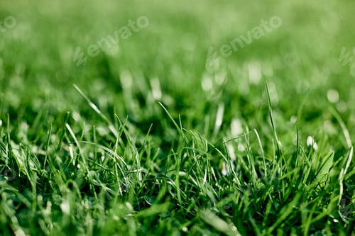 Preview: Fresh leaves of young green grass taken close-up on a summer sunny day in the light of a sunset sky