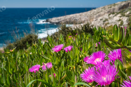 Preview: Pink flowres growing on the shore in Porto Limnionas