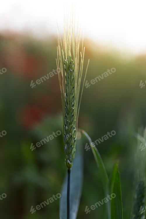 Preview: One green wheat ears