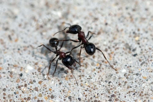 Preview: Black ants fight. Warriors for survival