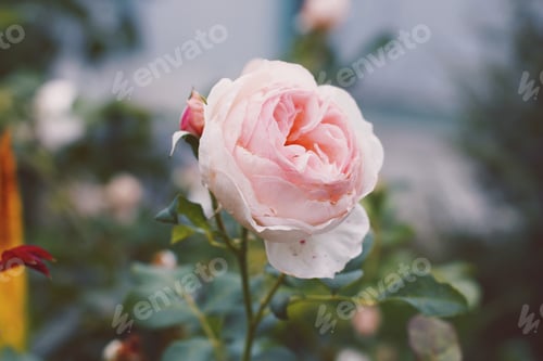 Preview: Pink roses