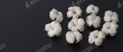 Preview: Cotton flowers isolated on black background. studio shot flat lay top view