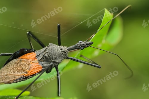 Preview: assassin bugs