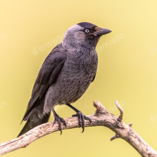 Preview: Western Jackdaw perched on bright background