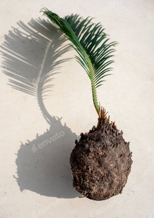 Preview: Cycas plant with exposed root ball for transplanting