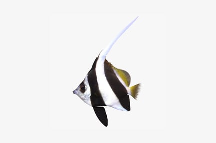 Preview: Striped fish with elongated tail