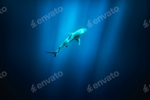 Preview: Shark Swimming in Hawaiian Blue Waters