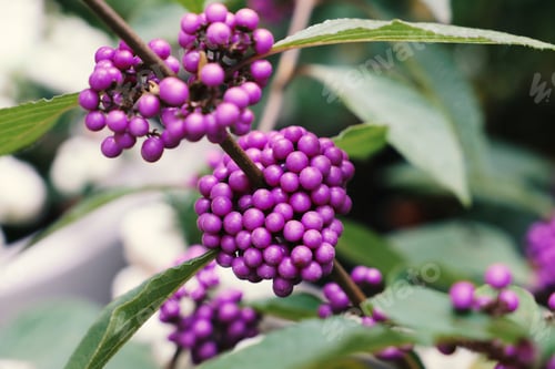 Preview: Small purple berry decorative bush closeup