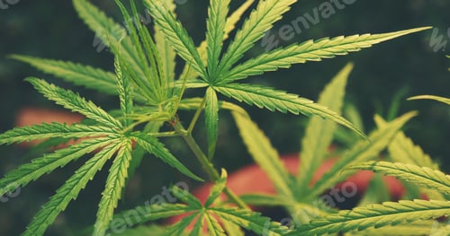 Preview: Green Marijuana tree cannabis plant narcotic herbal in greenhouse. Hemp leaf made cannabis oil