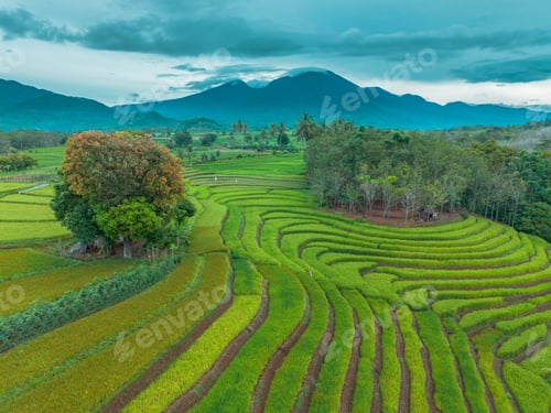 Preview: beautiful morning view indonesia panorama landscape paddy fields