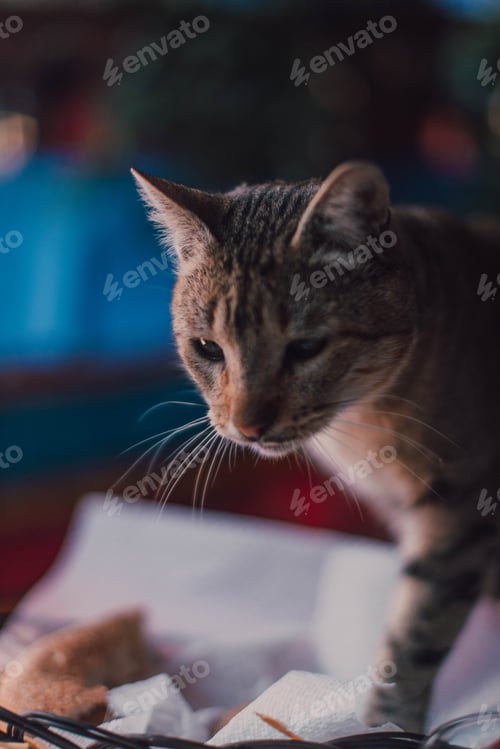 Preview: Cat on table